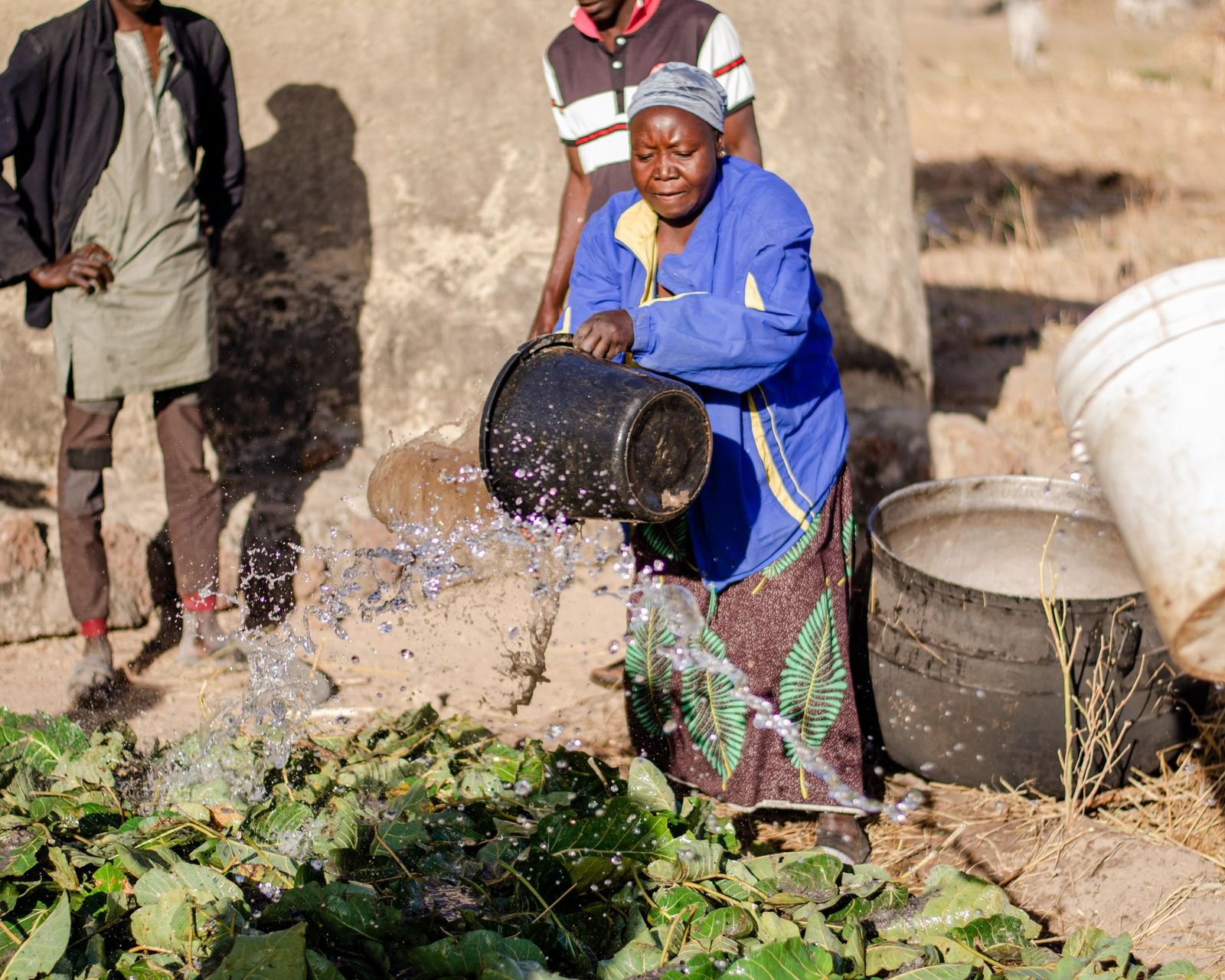 Agricultrice arrosant ses cultures avec un seau