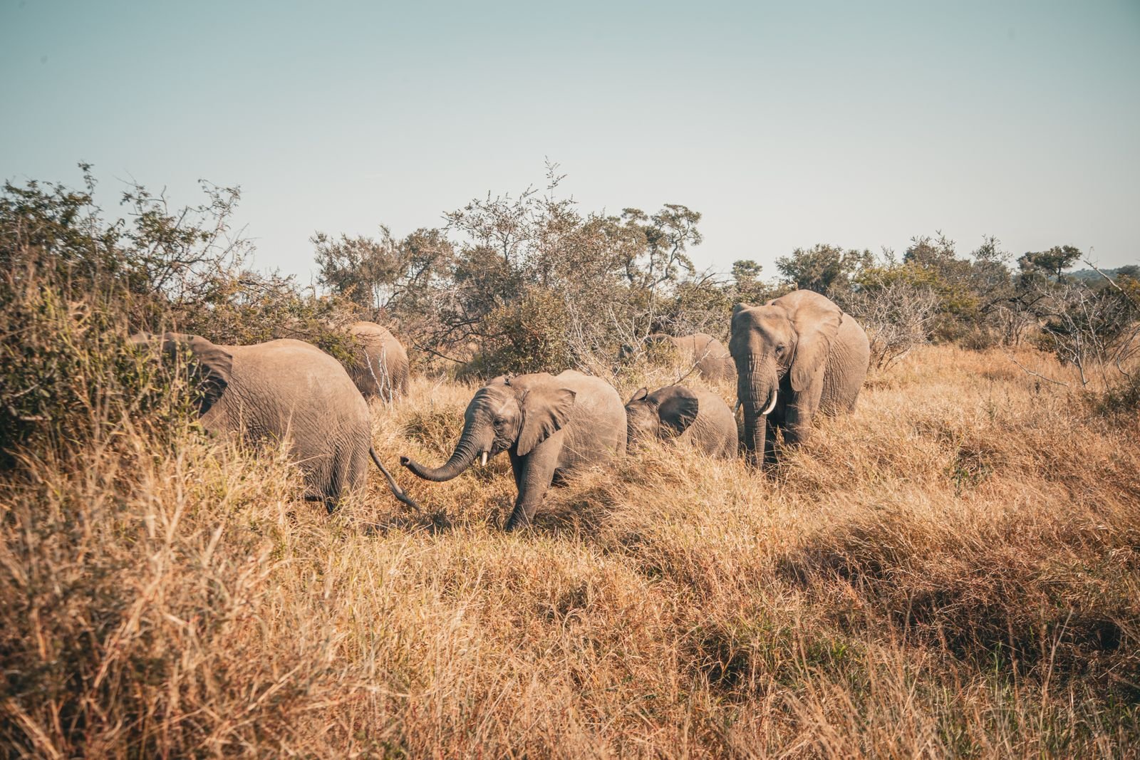 Troupeau d'éléphants dans la savane