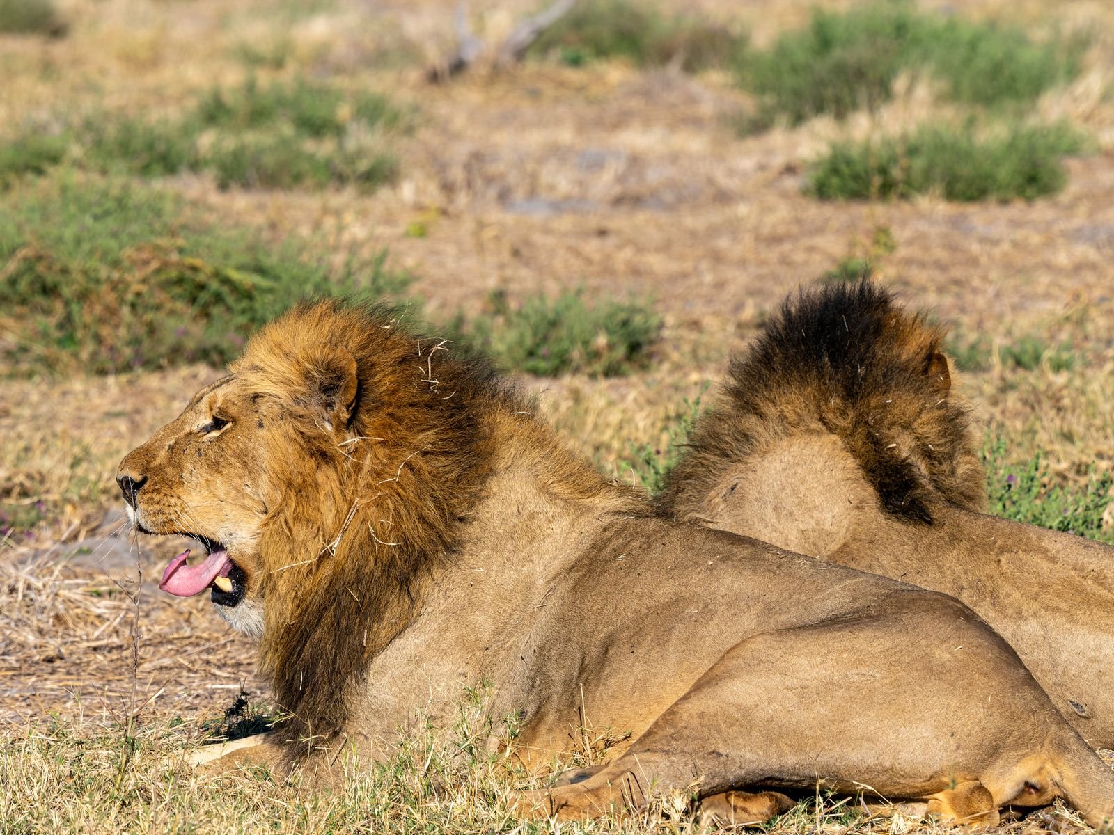 Deux lions au repos dans la savane