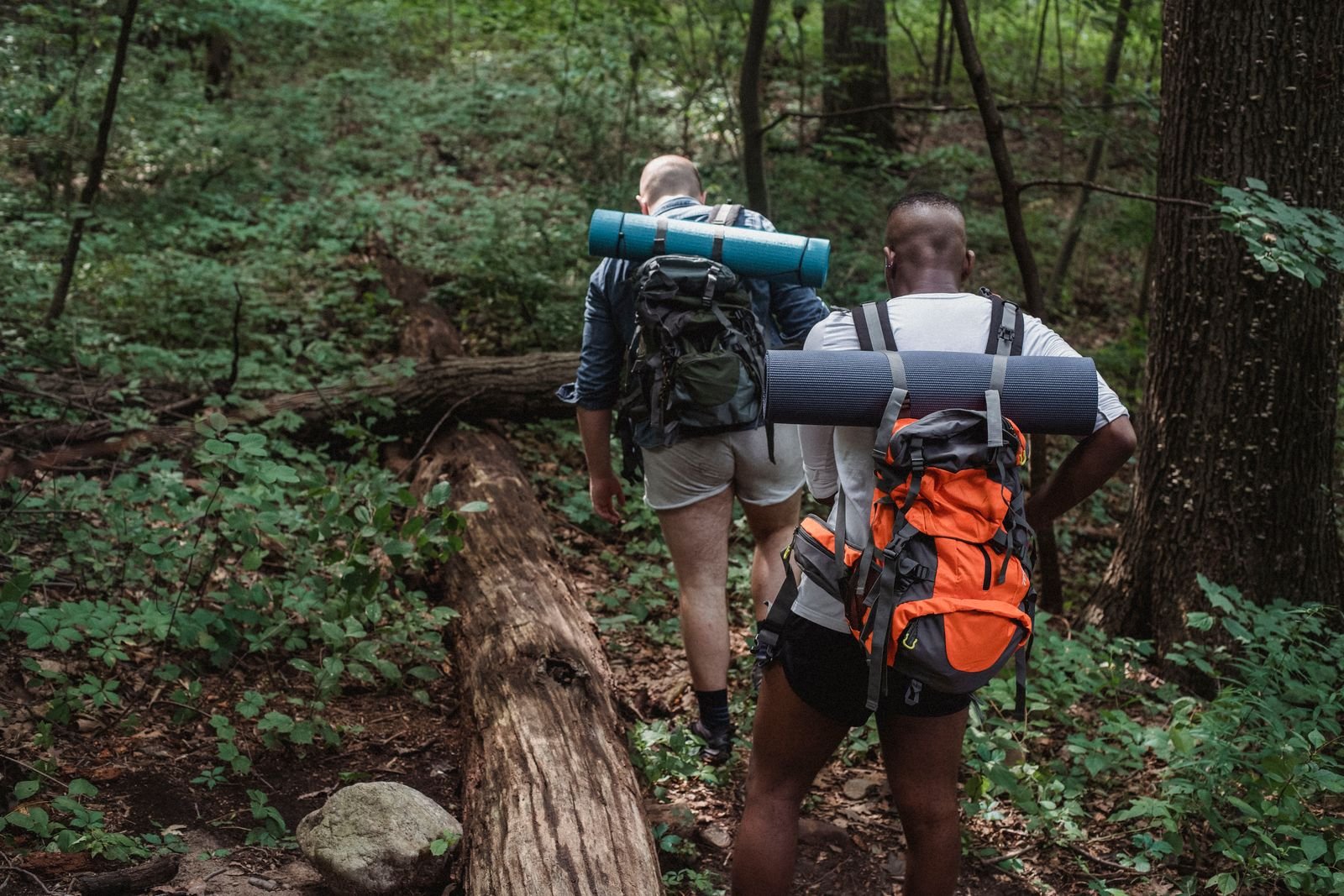 Randonneurs sur un sentier en forêt de montagne